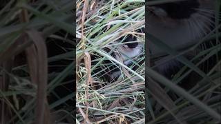 Whats Lurking in the Tall Grass cat pets cute [upl. by Aidiruy]