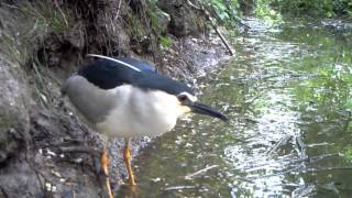 Nycticorax nycticorax Nitticora 034 [upl. by Drof]