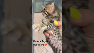 cat bengal kitten bengallovers bengals bengallove bengalcat kitty catlover bengalkitty [upl. by Martres]