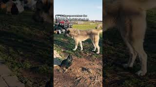 Livestock guardian dog Judge encounters the most powerful animal on the farm La Jefa La Reina👸🏻 [upl. by Gothar716]