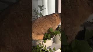 marmot video where are you [upl. by Colvert]