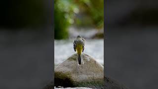 Motacilla cienera wildlifephotography wildlife aves motacillacienera birds [upl. by Lotti]