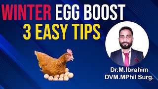 How to Increase Egg Production in Chickens  Winter Egg Production in Chicken  Poultry Eggs [upl. by Eneliak77]