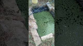 SMALL AZOLLA POND INTERGRATED WITH FISH agriculture farming [upl. by Atnahs]