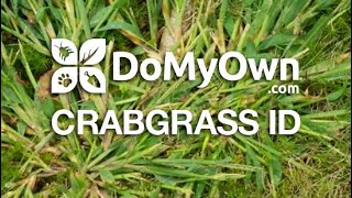 How to Identify Crabgrass  DoMyOwncom crabgrass domyownlawncare [upl. by Eleen]