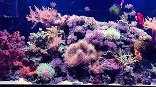 75 gallon Lazy reef [upl. by Werdnael]