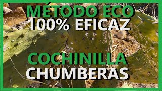 EL MEJOR MÉTODO PARA ELIMINAR LA COCHINILLA DE CHUMBERAS O NOPALES DE FORMA ECOLÓGICA Y FÁCIL [upl. by Ahseral]