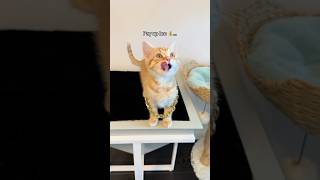 WHAT IS CLEMENTINE INVOVLED IN⁉️🍊💰🫣 fosterkitten orangecat funnycatvideo [upl. by Xylina]