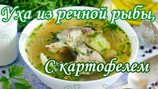 Уха из речной рыбы с картофелем [upl. by Eissej]