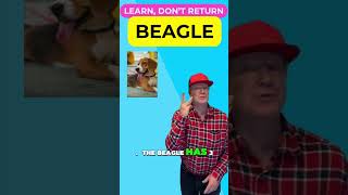 The Beagle has 3 barks Performed by me🤣 petzpaws learndontreturn beagle shorts [upl. by Pironi]