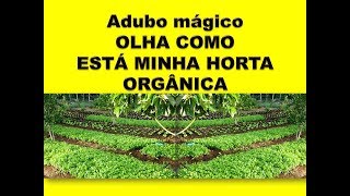 ADUBO MÁGICO OLHA COMO ESTÁ MINHA HORTA  CANTEIROS ORGÂNICOS [upl. by Laitselec]