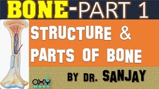 BONE PART 1  STRUCTURE amp PARTS OF BONE [upl. by Bueschel]