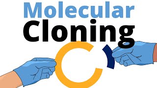 Molecular Cloning explained for Beginners [upl. by Aneles]