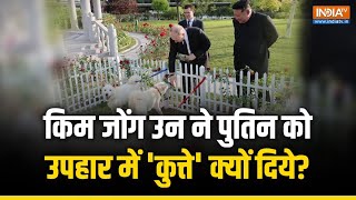 North Korea के Kim Jong Un ने Vladimir Putin को Gift में दिए Dogs असलियत जानकर हैरान रह जाएंगे आप [upl. by Woodie]