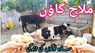 Mallah village desi Mahol  Old Amazing Cultural Village Life of Punjab Pakistan zarikafoodsecrets [upl. by Byrd622]