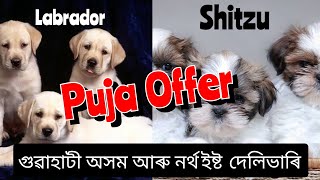 Dog Market In Guwahati 🔥 Home Delivery 🎯Puppies Puja Offer [upl. by Nuri]