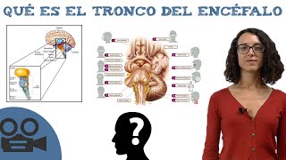 Qué es el tronco del encéfalo [upl. by Sivartal]