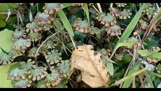 Marchantia  Male Antheridium [upl. by Salas]