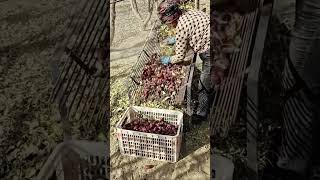 Filtering red dates method after harvesting [upl. by Annaul484]