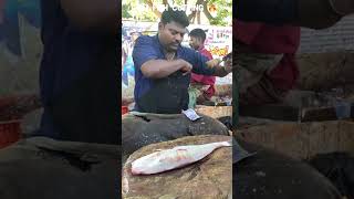 Kasimedu Selvam Kolkata Bazaar Fish kasimedushortviral kolkatabazaarshort [upl. by Acinom204]