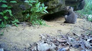 Fox cub at a den without a care in the world [upl. by Izabel]