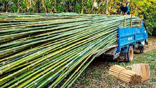 How to Processing Millions Bamboos to Product  Straws Bamboo Houses Plywood Chopstick Factory [upl. by Nyliret]