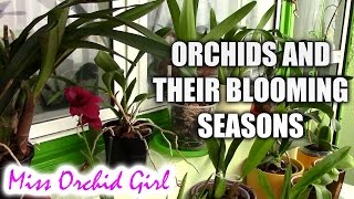 Different orchids and their blooming season [upl. by Tips]