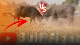 New fight with lahore bull fight club 365pakistanibull cow [upl. by Queena]