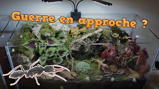 Une cinquième espèce de fourmis dans mon terrarim le début dune guerre [upl. by Yraeht]