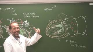 Thorax 3  Anatomie du cœur Heart external morphology and cardiac cavities [upl. by Yntrok947]