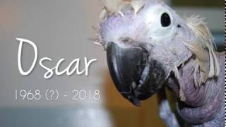 Farewell to our featherless friend Oscar [upl. by Nnylatsyrk183]