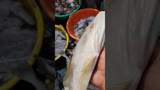 Rubber fish auction seafood boats ytshortsvideo [upl. by Converse]