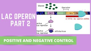 LAC OPERON PART 2 POSITIVE AND NEGATIVE CONTROL [upl. by Dutchman]