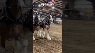 WOW Just WOW😮Draft Horse Show shorts draftshow clydesdale percheron belgians shire horses [upl. by Rehsa53]