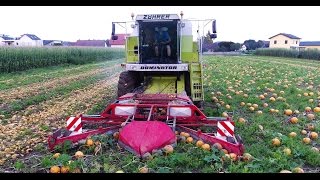 Kürbisernte mit einem MÄHDRESCHER  2x Claas  Kürbisernten  Agrarprofi [upl. by Fernando867]