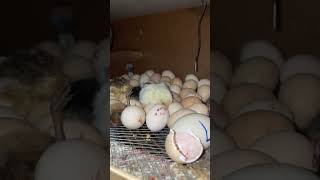 Incubator Hatching Start incubator hatching babychicken [upl. by Einahc]