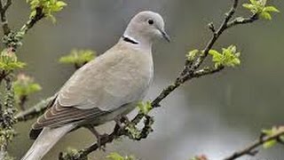 Tourterelle Turque  Eurasian Collared Dove  Chant [upl. by Meekar]