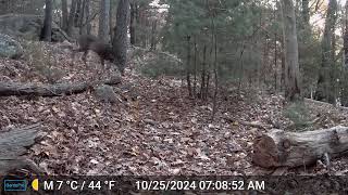 Ashland Trail Cam 102524 Two deer [upl. by Tengdin179]