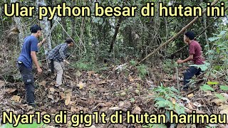 DETIKDETIK PELEPASAN ULAR PYTHON BESAR TERLUK4 KE HUTAN HARIMAU SAMPAI NYAR1S DI GIG1T [upl. by Maharva825]