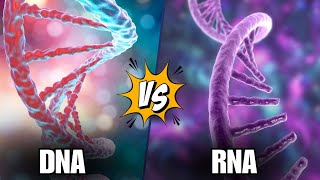 DNA and RNA Explained in 15 Minutes [upl. by Euqinad]