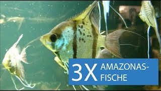 3 der schönsten Fische fürs AmazonasAquarium [upl. by Yeblehs]