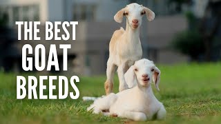 The 15 Best Types of Goats for Your Farm [upl. by Ydnagrub]