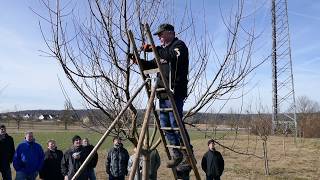 Obstbaumschnitt nach Palmer m Helmut Ritter [upl. by Nemad]