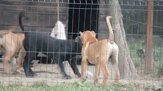 Presa canario puppies [upl. by Olegnalehcim]