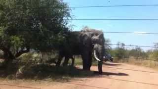 Elephant charging our car in the Pilanesberg Game Reserve [upl. by Filahk922]