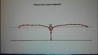 Cięcie winorośli wyprowadzanie formy Guyota pierwszy rok [upl. by Reckford32]
