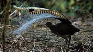 The Lyrebird  Amazing Sounds of The Lyrebird Mating Dance Call  Australian Birds [upl. by Qifahs]