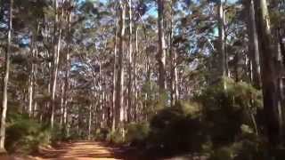 Boranup Forest Drive Margaret River Region [upl. by Armelda887]