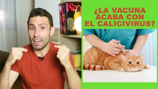 ¿La vacuna acaba con el calicivirus en gatos infectados [upl. by Asilanna]