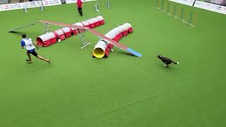 BRANT Nicola Giraudi ITA Agility Large Individual FCI AWC 2022 [upl. by Adlen]